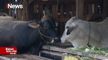Kesehatan Hewan Kurban Jelang Iduladha, Harga Sapi Naik karena Langka #iNewsMalam 02/07