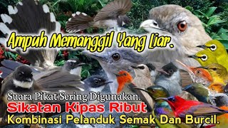 SUARA PIKAT SIKATAN KIPAS RIBUT KOMBINASI. PELANDUK SEMAK DAN BURCIL. SUARA PIKAT PILIHAN..