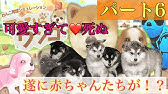 日刊スマホ てのひらワンコ Youtube 日刊スマホ てのひらワンコ Youtube