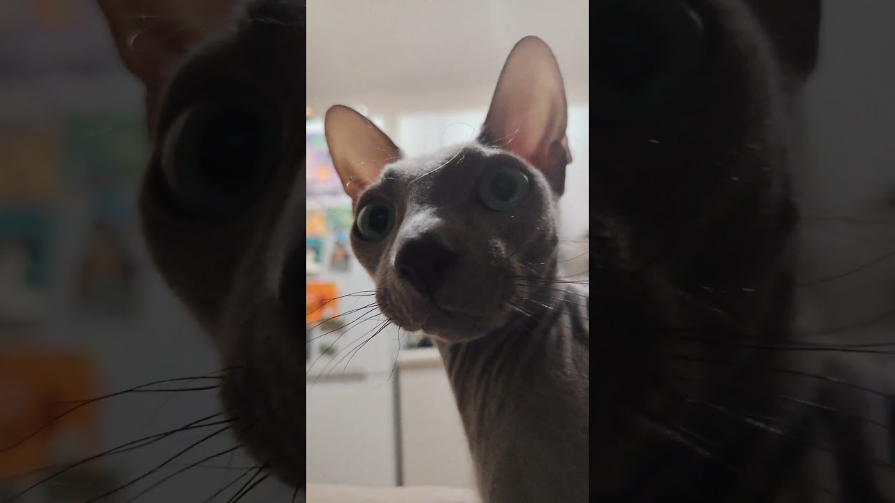 Увидел кота по телеку 