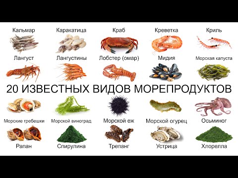 Топ 20 ИЗВЕСТНЫХ ВИДОВ МОРЕПРОДУКТОВ