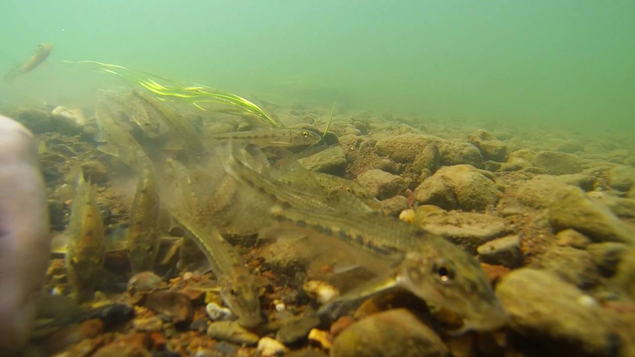 Пескарь (Река Сакмара)/Gudgeon (Sakmara River)