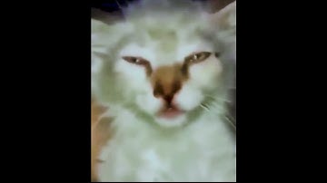 Funny Cat ON Catnip #shorts #memes #cute