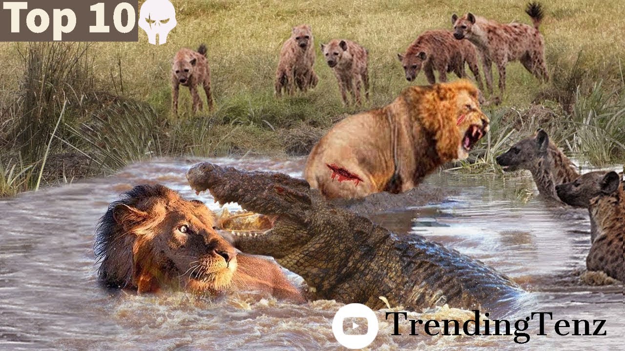 Top 10 most extreme Animal attacks caught on camera | Rare footage of