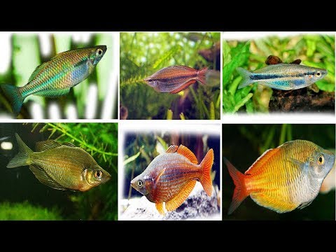 فيديو: 6 حقائق عن Rainbowfish