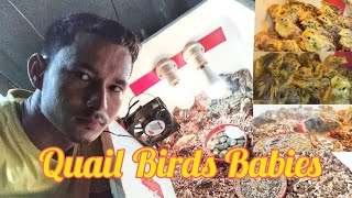 Quail eggs hatched || Quail Birds Life cycle || battai farming in Nepal || बटाइ पालन नेपाल