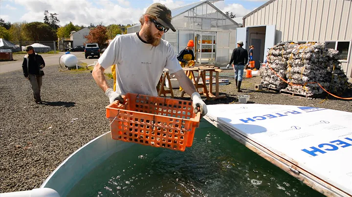 Restoring Native Shellfish: The Kenneth K. Chew Sh...