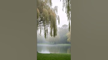 #عبدالرحمن_مسعد #عبدالرحمن_مسعد_تلاوة_جديدة #صلوا_على_النبي #اكسبلور #المصحف #nature  #القران_الكريم