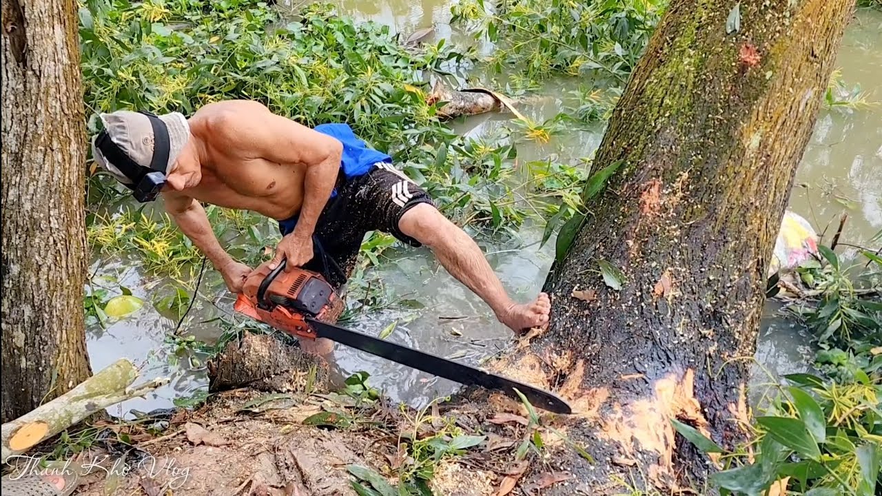 Master of chainsaw cut down a tall Melaleuca tree - YouTube