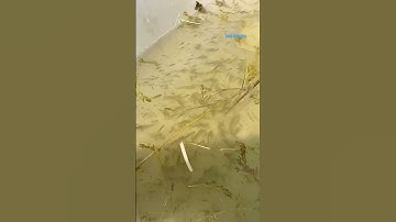 Cá Lớn - nước trong nhìn rõ đàn Cá vợt dính luôn 😱 #khacthuyvlogg