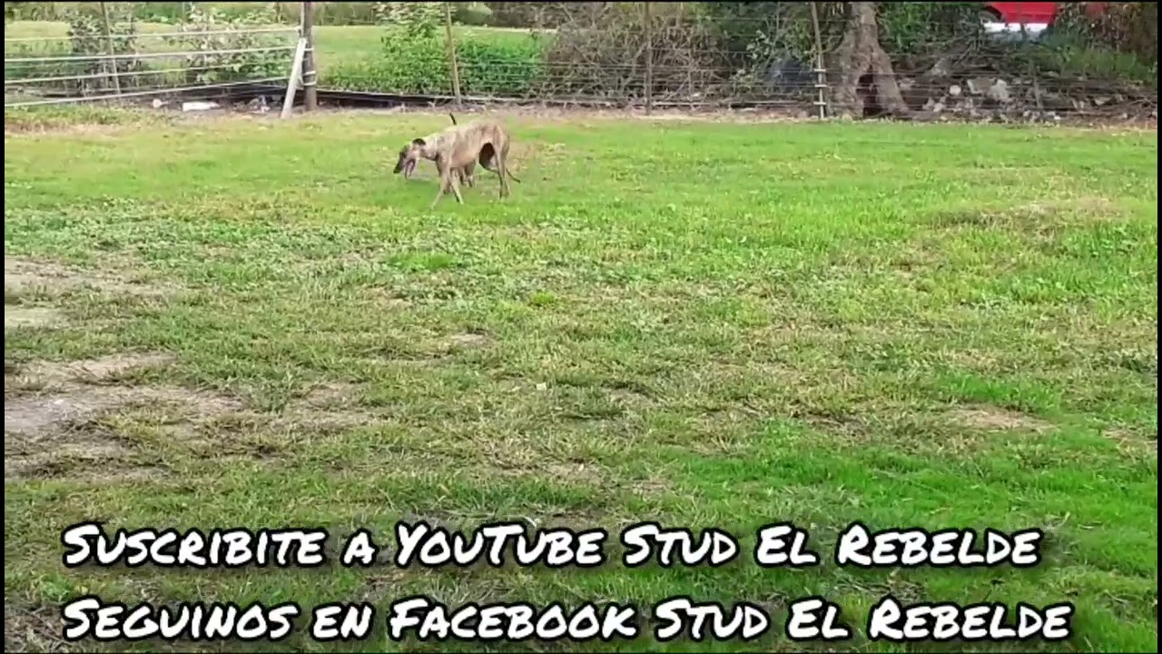 Stud El Rebelde – Cachorros