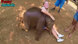 Funny and Cute Baby Elephant | Lap Elephants Videos Compilation 2017 | Girl vs elephants