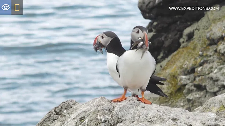 Charismatic Puffins of Grimsey Island | Arctic | L...