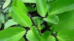 পাথরকুচি পাতার যে সকল রোগের মহাঔষধ।