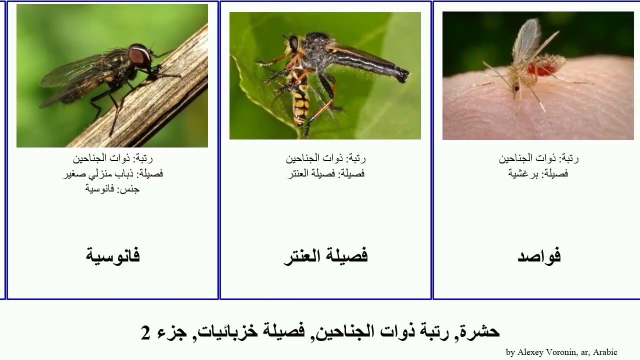 حشرة, رتبة ذوات الجناحين, فصيلة خزبائيات, جزء 2 ذبابة ذبابية insect شعراء طيثارة مستودكة تسي خشبية