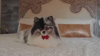 55 Hidden Meadow - Scotts Valley Estate