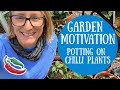 Potting on! Chilli plant growing and care at home and on my UK allotment