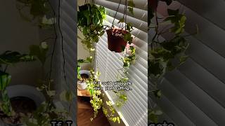 Celebrity ❤️🪴 #relatable #music #plants #shorts #planthumor Net Worth
