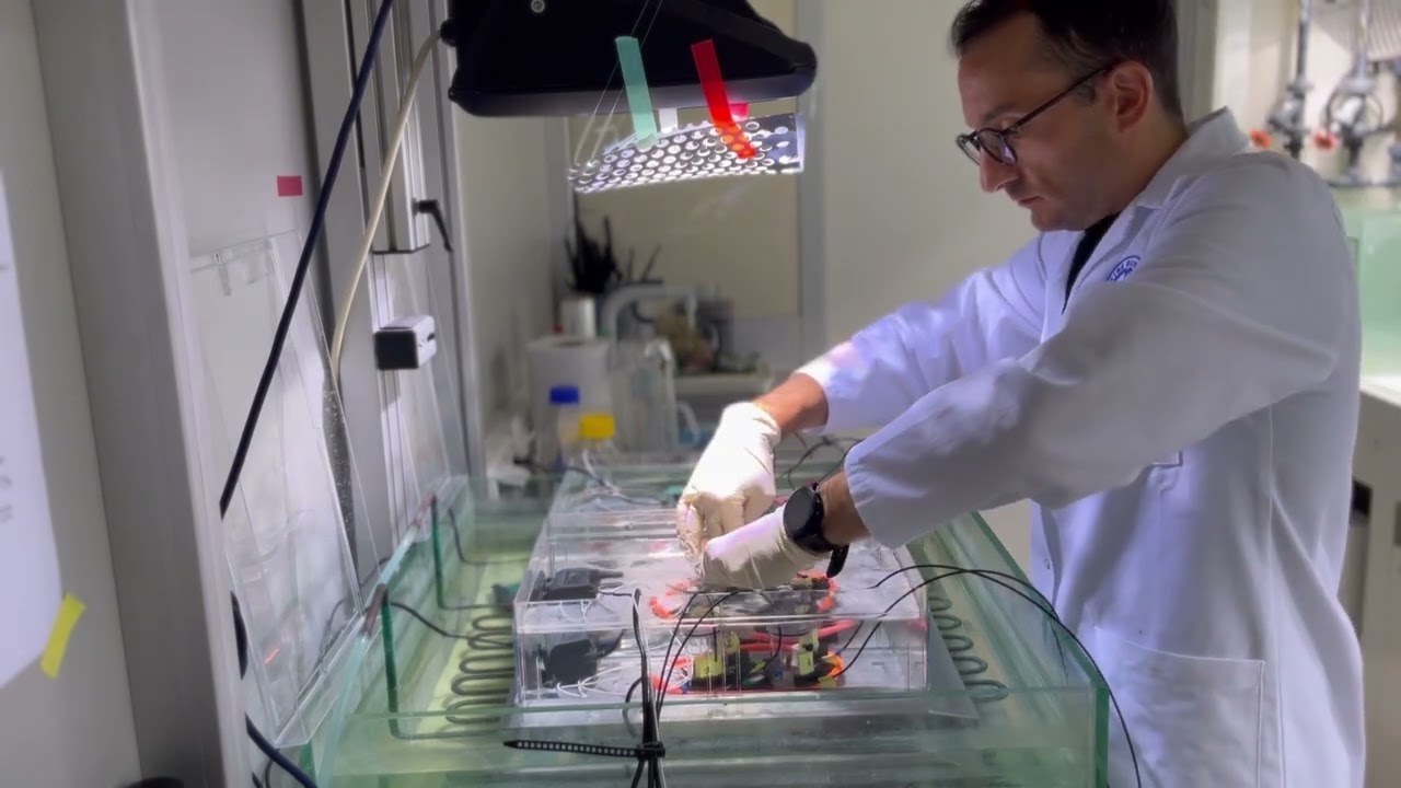 Mediterranean Coral Performance under Warming and Iron Enrichment Conditions