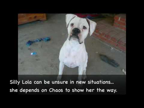 Lola & Chaos SAFE in Boxer Luv Rescue's Foster Hom...