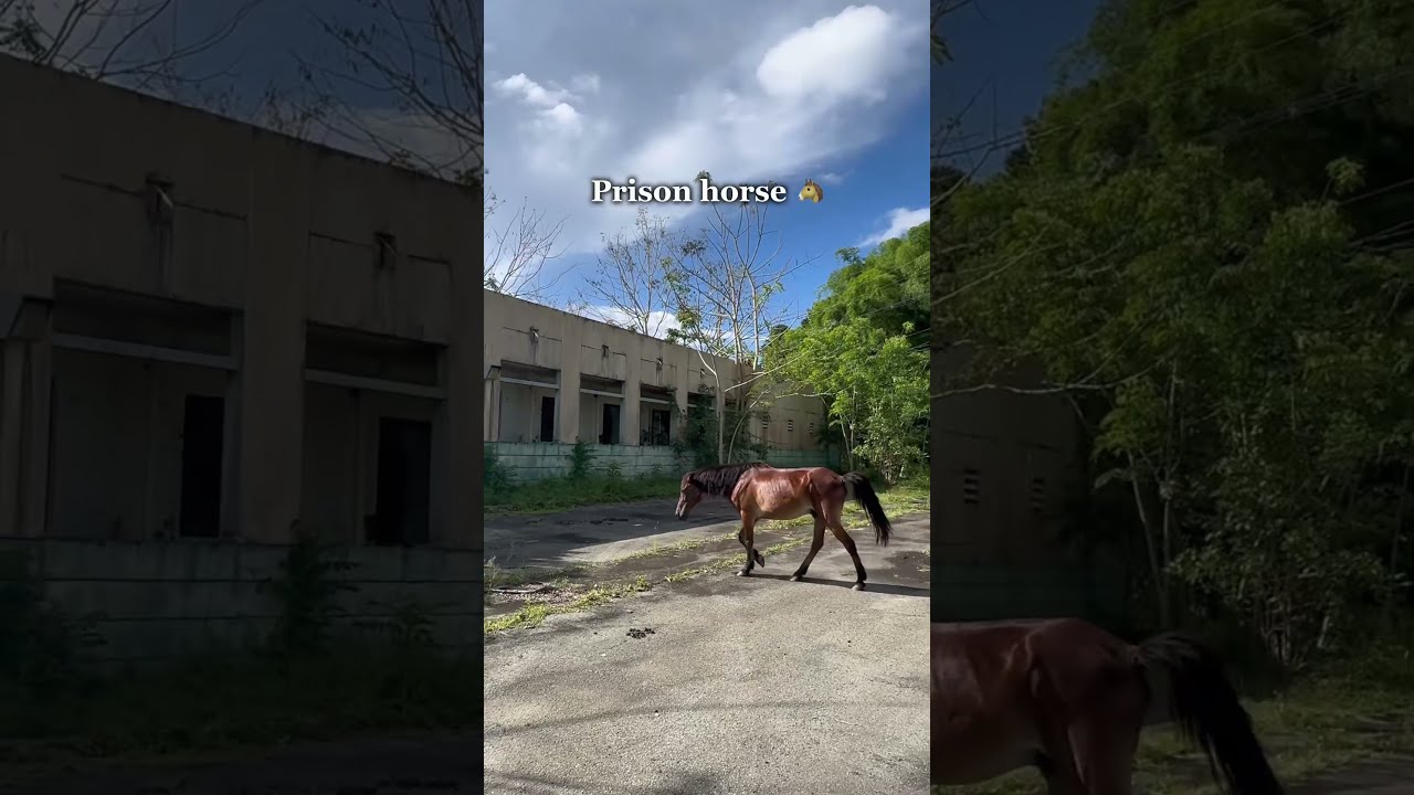 Animals I Ve Found While Exploring Abandoned Buildings 
