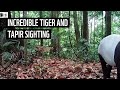 Tiger cubs stalk tapir through indonesian forest  wwfindonesia