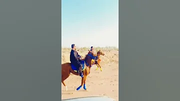 الفنان محمود سليم يا جرح تحت السرج مين داري أسيوطي وافتخر 