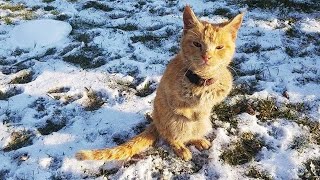 A ginger kitty walking on her hind legs like a Kangaroo by TinyPaws 1,534 views 2 weeks ago 1 minute, 29 seconds