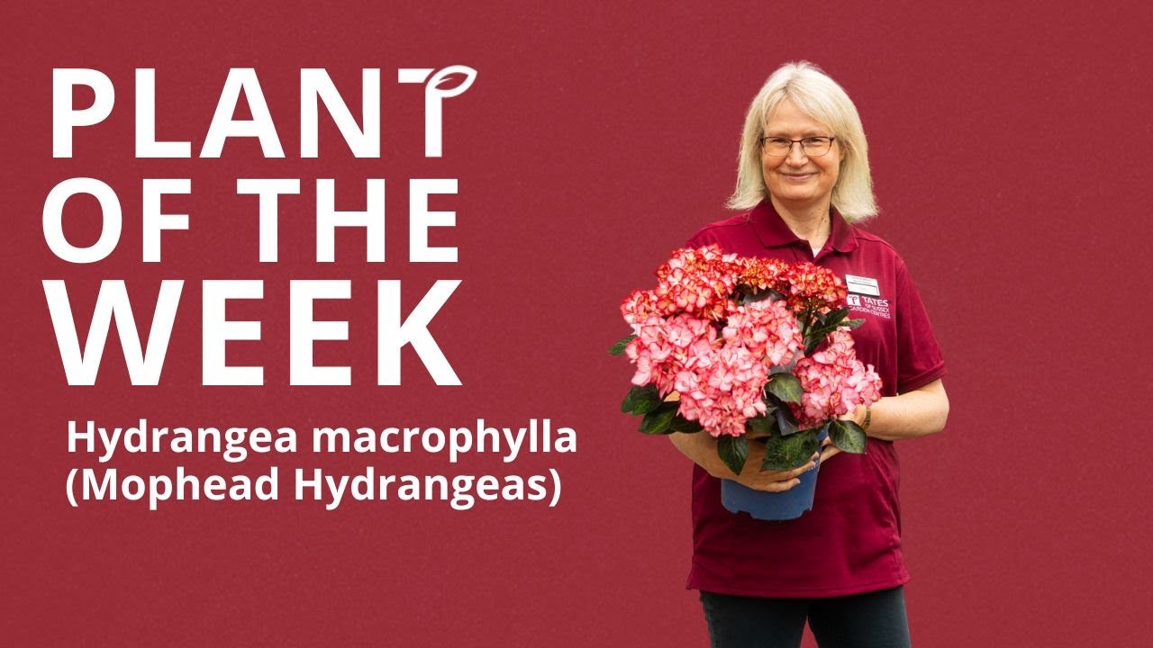 Hydrangea macrophylla (Mophead Hydrangeas)