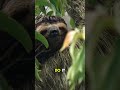 Did You Know? The Crazy Way Sloths Go to the Bathroom! 🦥🚽 | #funnyfacts #sloths