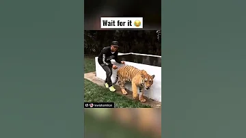 Lewis Hamilton pranks a tiger 😂