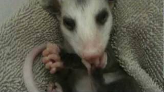 Opossum baby taking a bath