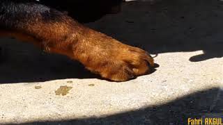 Rottweiler - Arı Yiyor