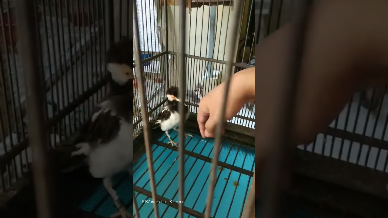 burung jalak suren masih galak 