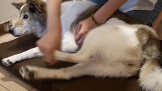 おとなドコノコ 老犬の筋肉の衰えは足の屈脚運動でリハビリケア Youtube おとなドコノコ 老犬の筋肉の衰えは足の屈脚運動でリハビリケア Youtube