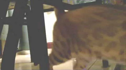 Watch the video about Bengal cat scarfing food