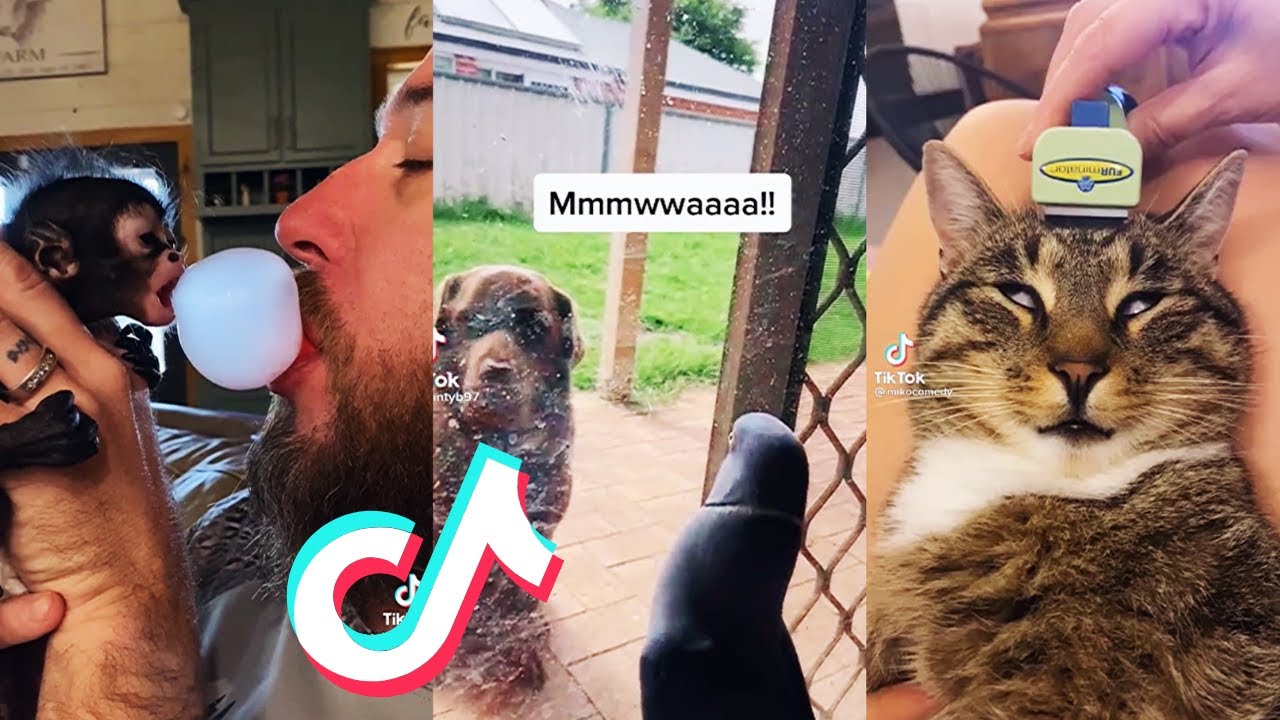 These Dogs Are So Done With I Didn T Appreciate It Tiktok Compilation Youtube