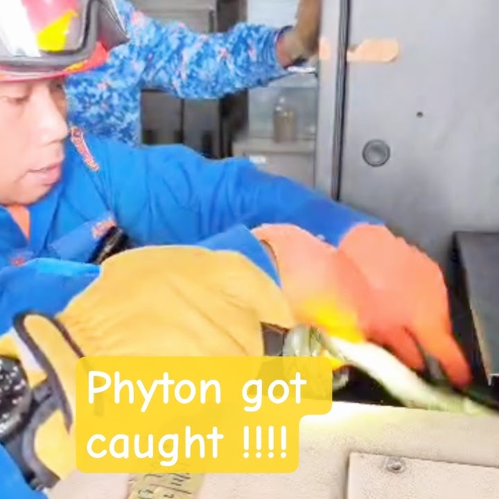 phyton got caught.#malaysia #snake #foryou #viral #foryourpage