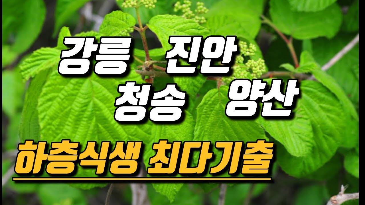 시험 보기전 꼭 보세요! 산림기사 실기 작업형 하층식생