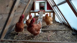 Mid-winter chicken greenhouse update
