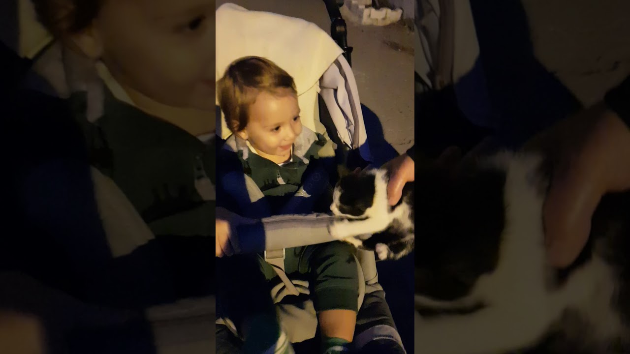Asil kedi severken YouTube