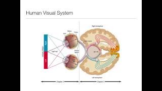 Perception: 2.3- The Retina and Photorecptors