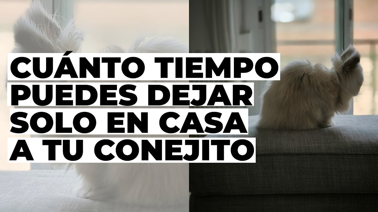 Cuánto tiempo puedo dejar solo a mi conejo en casa