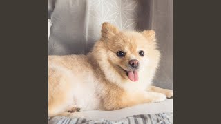 Gentle Canine Harmony Echoes