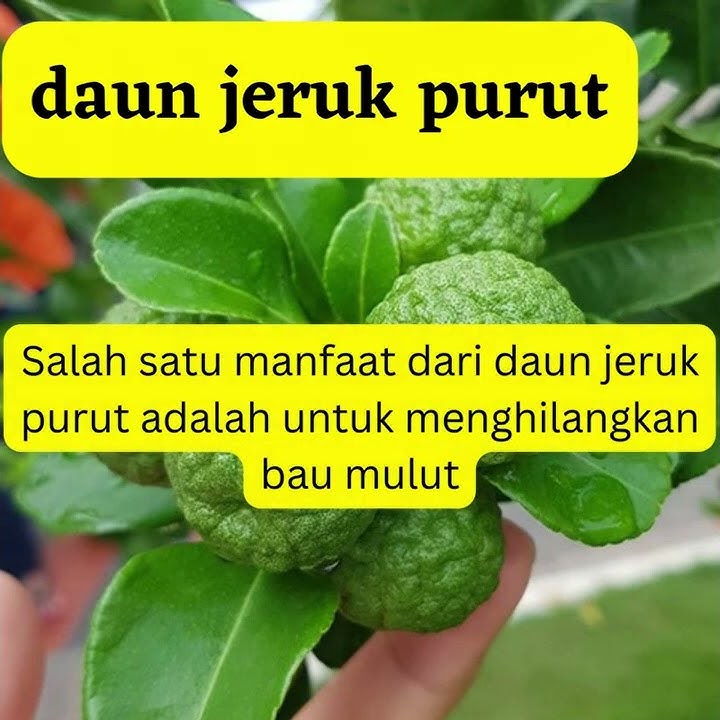 Cara Hilangkan Bau Mulut Yang Cukup Ampuh | #short #info sehat