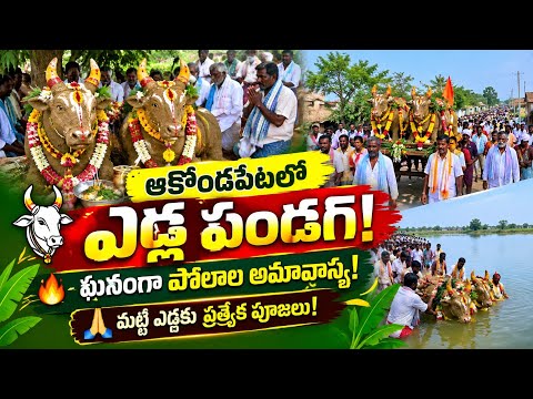 Akondapeta: Polala Amavasya celebrations held grandly🐂 Special prayers with clay bull idols!🖼️......