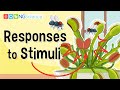 Animal and Plant Responses to Stimuli