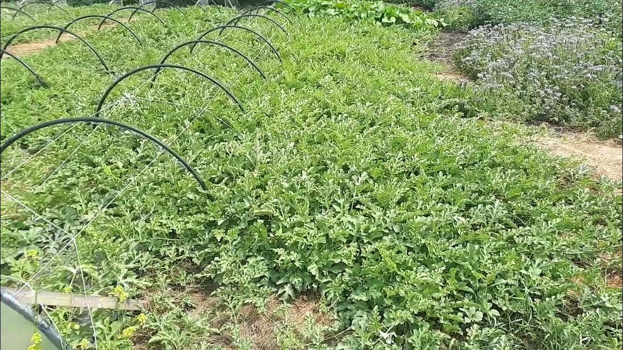 Арбуз Романза на подвое, 8 корней урожай 409кг 500гр. 47 ягод - YouTube