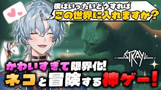 【#切り抜き】ネコちゃんと冒険する神ゲーであまりのかわいさに限界化する涙夜リノ【涙夜リノ／Reφilm】