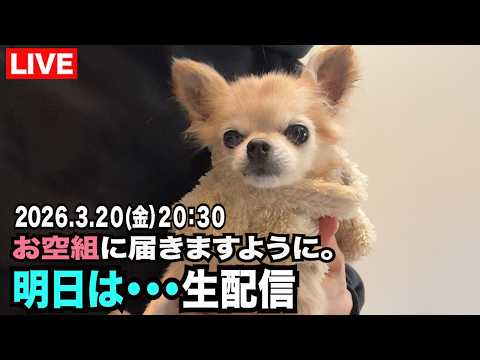 【こめちゃんねるからのお知らせ】生配信!